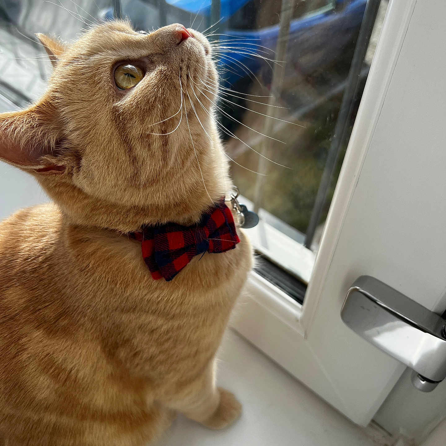 Maui joined the competition — help win amazing prizes! abyssinian, accessories, animal, cat, collar, countryside, door, formalwear, harness, kitten, leash, manx, nature, necktie, pet, strap, tie, window, windowsill, wood