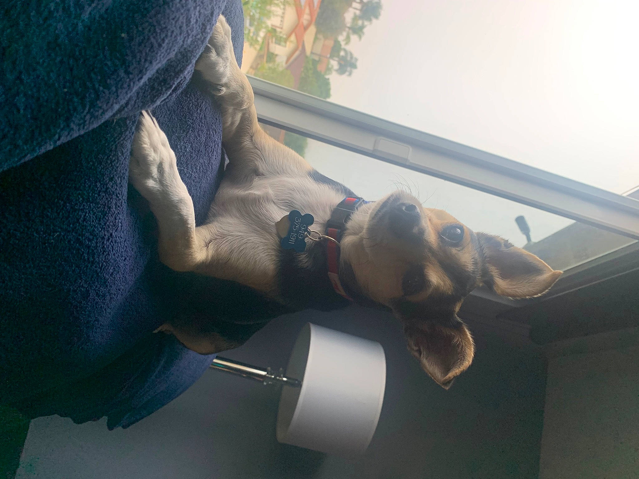 Castiel joined the competition — help win amazing prizes! auto_part, automotive_window_part, comfort, companion_dog, dog, dog_breed, door_handle, elbow, gesture, glass, glove, human_leg, knee, plant, tints_and_shades, vehicle_door, vertebrate, window, windshield, wrist