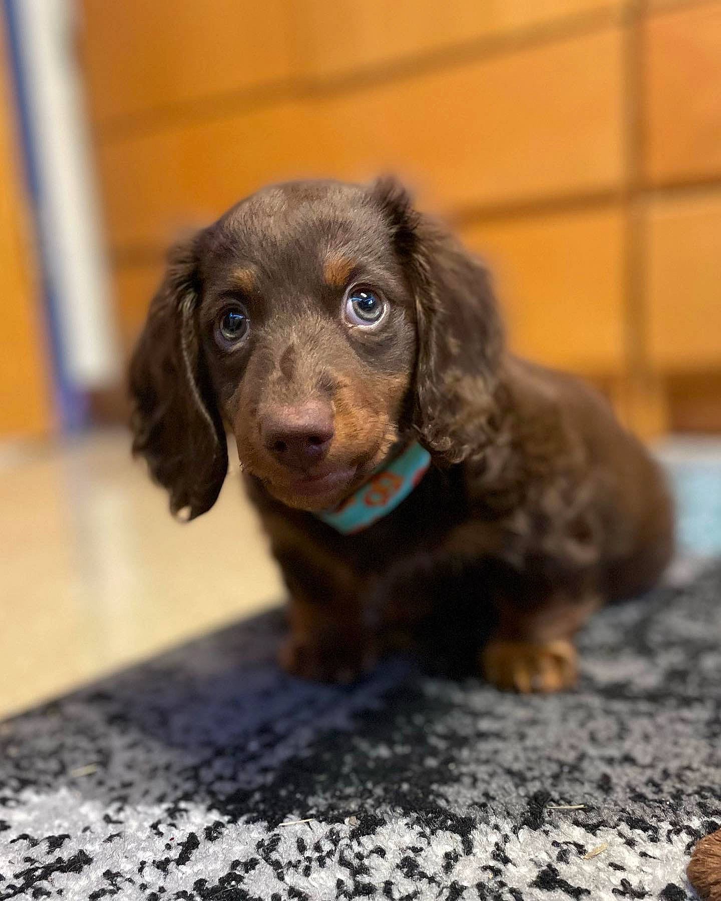 Pretzel joined the competition — help win amazing prizes! canidae, carnivore, companion_dog, dog, dog_breed, ear, fur, hunting_dog, liver, pet_supply, puppy, snout, spaniel, sporting_group, terrestrial_animal, whiskers, working_animal