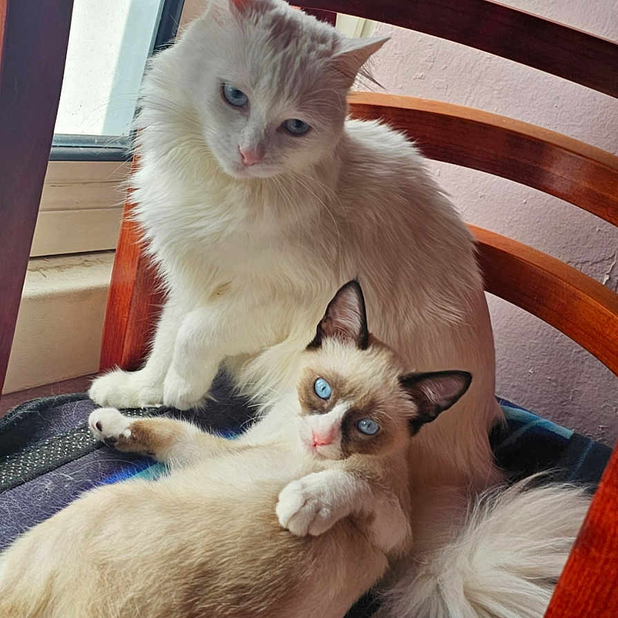 Mimi a rejoint le concours — aidez-le/la à gagner de superbes lots ! animal, blue_eyes, cat, cats, chair, companions, cozy, cute, domestic_cat, feline, fluffy, fur, indoor, pets, relaxing, resting, two_animals, white_cat, window, wooden_chair