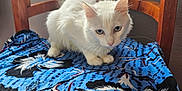 Mimi participe au concours pour gagner de l'argent avec cette photo : angora, animal, bed, bedsheet, blanket, cat, furniture, kitten, pet, quilt, siamese