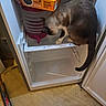 Tommy participe au concours pour gagner de l'argent avec cette photo : animal, appliance, box, brown, cat, cleaning_tool, container, curious, date_box, floor, food_storage, fridge, fur, indoors, kitchen, open_door, pet, stacked_containers, tail, white