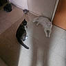 animal, cat, companion, corner, dark_cat, domestic, door, feline, floor, indoor, light, pets, quiet, relaxing, resting, room, shadow, tile, two_cats, white_cat