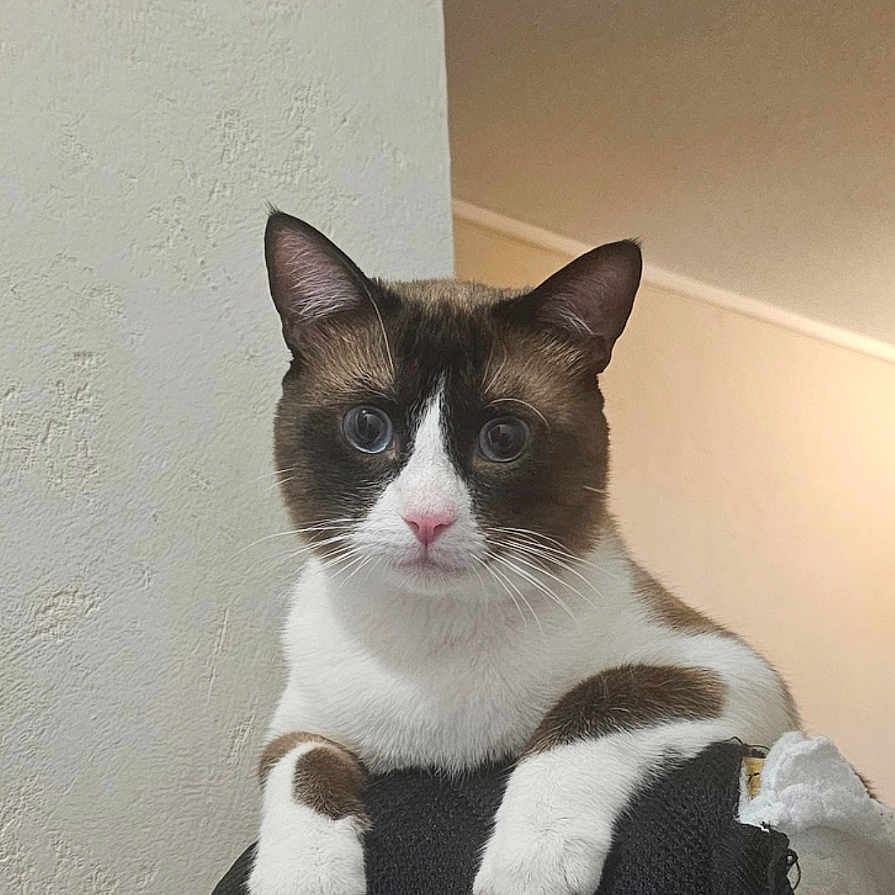 Tommy