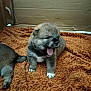 puppy, dog, young, yawning, brown_fur, white_paws, cardboard_box, blanket, indoor, pet, cute, small, sleepy, animal, mammal, fur, sitting, paw, adorable, cozy