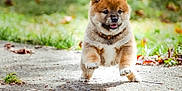 Arthas participe au concours pour gagner de l'argent avec cette photo : puppy, dog, animal, cute, outdoor, grass, pathway, running, happy, fur, pet, young, mammal, collar, playful, nature, sunlight, walking, joyful, small