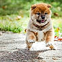 puppy, dog, animal, cute, outdoor, grass, pathway, running, happy, fur, pet, young, mammal, collar, playful, nature, sunlight, walking, joyful, small