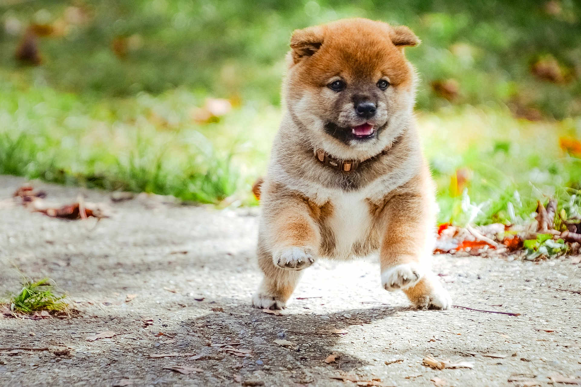 Arthas participe au concours pour gagner de l'argent avec cette photo : puppy, dog, animal, cute, outdoor, grass, pathway, running, happy, fur, pet, young, mammal, collar, playful, nature, sunlight, walking, joyful, small