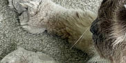 Prince Buddy is registered to the contest to win money with this photo: cat, paws, fur, whiskers, carpet, close_up, pet, animal, feline, resting, soft, texture, indoor, mammal, cute, domestic, sleepy, fluffy, gray, white