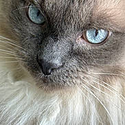 Prince Buddy is registered to the contest to win money with this photo: cat, close_up, blue_eyes, fluffy, fur, whiskers, animal, pet, portrait, indoor, soft_texture, face, muzzle, nose, long_hair, cute, feline, domestic_cat, whisker, eye