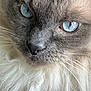 cat, close_up, blue_eyes, fluffy, fur, whiskers, animal, pet, portrait, indoor, soft_texture, face, muzzle, nose, long_hair, cute, feline, domestic_cat, whisker, eye