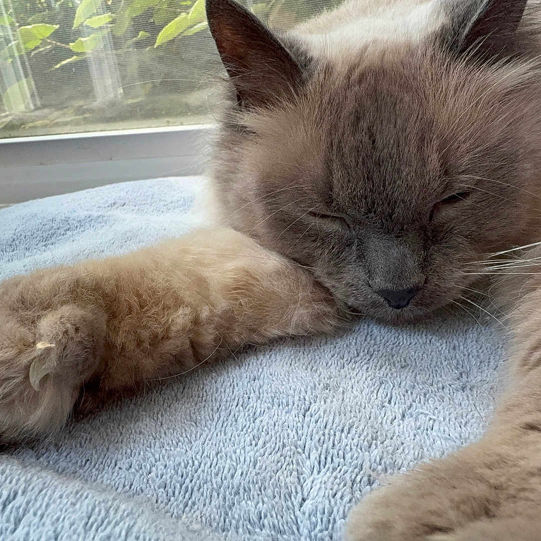 Prince Buddy joined the competition — help win amazing prizes! animal, cat, closeup, comfort, cozy, fluffy, fur, home, indoor, light, nature, paw, peaceful, pet, relaxing, resting, sleeping, towel, whiskers, window