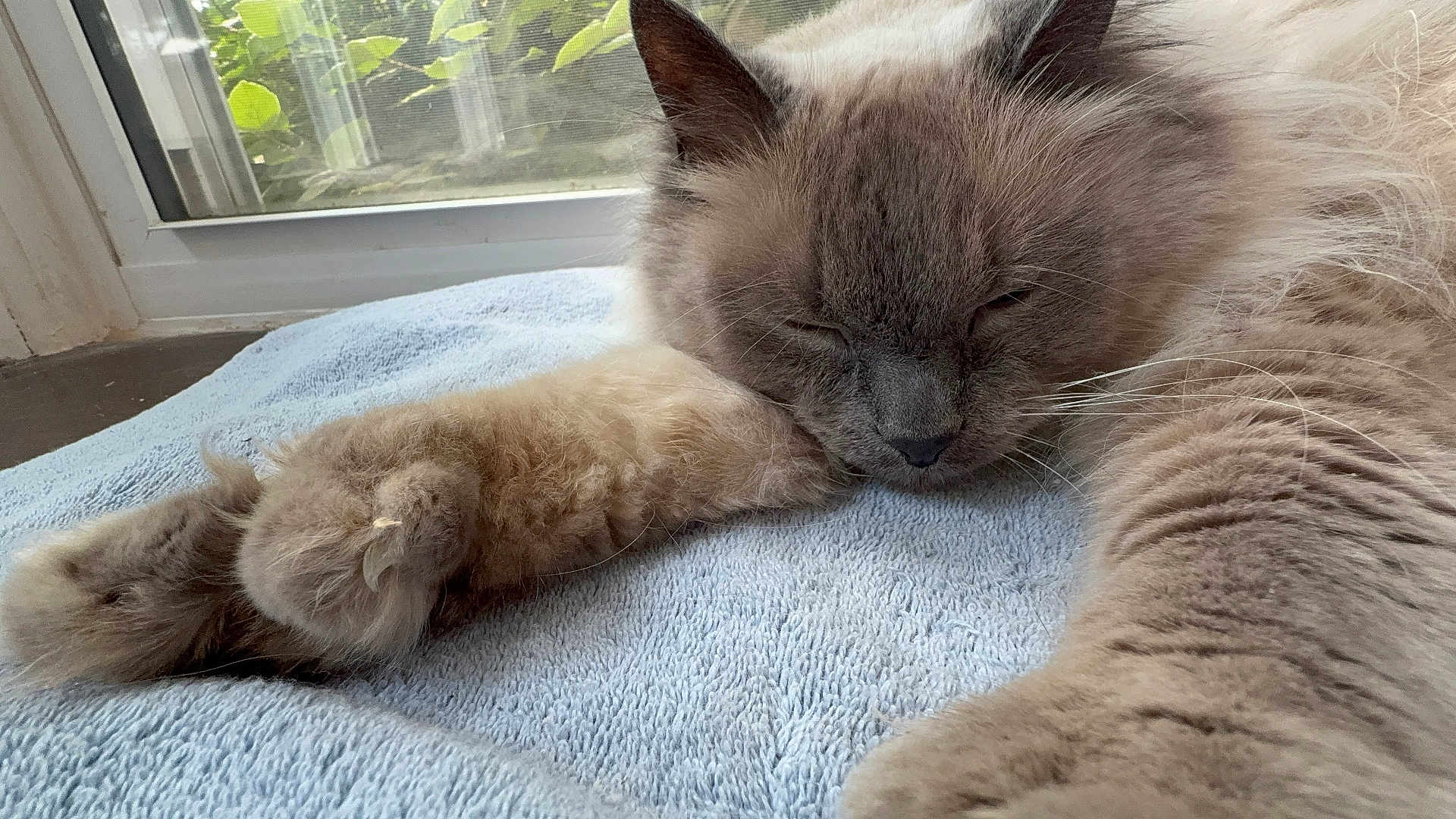 Prince Buddy joined the competition — help win amazing prizes! cat, sleeping, fluffy, towel, window, indoor, pet, relaxing, cozy, fur, paw, whiskers, resting, animal, closeup, light, nature, home, comfort, peaceful