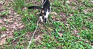 Henry is registered to the contest to win money with this photo: cat, leash, outdoor, grass, leaves, nature, walking, animal, pet, exploration, greenery, ground, small_plants, backyard, adventure, walking_away, fur, tail, daylight, curious