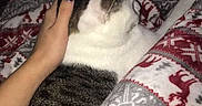 Henry joined the competition — help win amazing prizes! animal, black, blanket, cat, comfort, cozy, feline, gray, hand, holiday, human_hand, indoor, nail_polish, pattern, pet, relaxation, resting, soft, warm, white