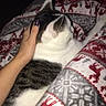 cat, hand, blanket, pattern, cozy, indoor, pet, feline, comfort, animal, resting, white, gray, black, nail_polish, human_hand, warm, holiday, relaxation, soft