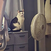 Henry joined the competition — help win amazing prizes! appliance, black_and_white, cat, cozy, curtain, domestic, drawer, fabric, fan, floor, furniture, home, indoor, looking, pet, plastic, quiet, resting, seated, wall