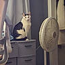 cat, furniture, drawer, fan, curtain, indoor, pet, black_and_white, seated, looking, quiet, home, cozy, fabric, plastic, floor, wall, appliance, domestic, resting
