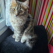 Eliane Burette participe au concours pour gagner de l'argent avec cette photo : cat, kitten, tabby, indoor, window, curtain, striped_wallpaper, furniture, pet, fluffy, young_animal, cute, sitting, whiskers, soft_fur, colorful_background, domestic_cat, bright_eyes, curious, cozy