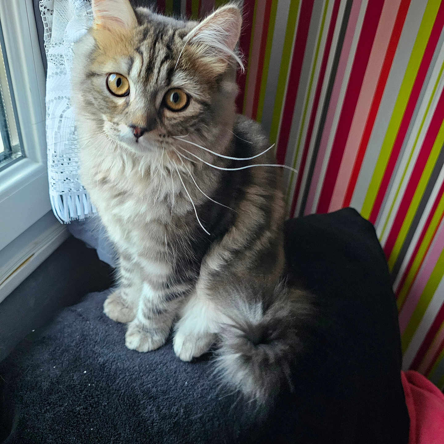 Eliane Burette participe au concours pour gagner de l'argent avec cette photo : bright_eyes, cat, colorful_background, cozy, curious, curtain, cute, domestic_cat, fluffy, furniture, indoor, kitten, pet, sitting, soft_fur, striped_wallpaper, tabby, whiskers, window, young_animal