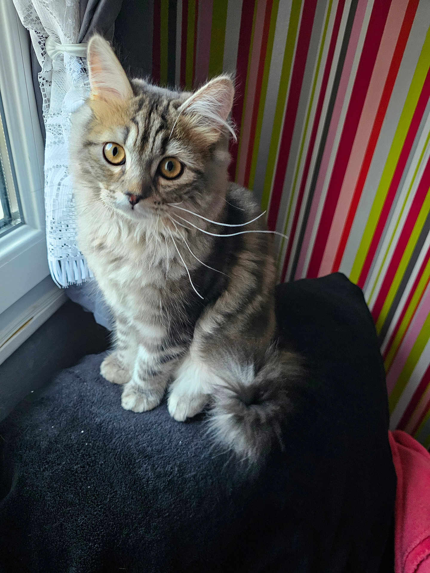Eliane Burette participe au concours pour gagner de l'argent avec cette photo : cat, kitten, tabby, indoor, window, curtain, striped_wallpaper, furniture, pet, fluffy, young_animal, cute, sitting, whiskers, soft_fur, colorful_background, domestic_cat, bright_eyes, curious, cozy