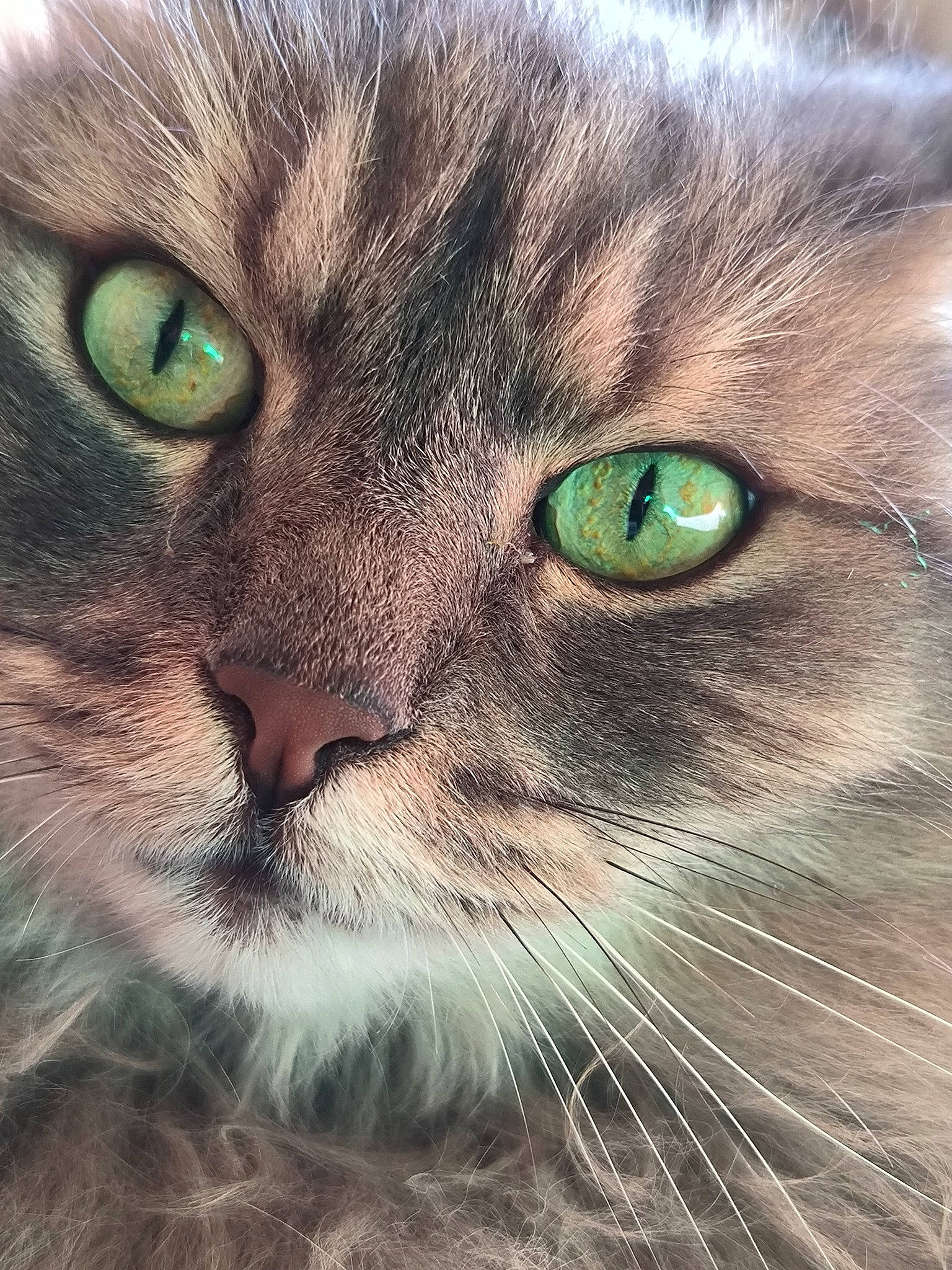 Dispy participe au concours pour gagner de l'argent avec cette photo : carnivore, cat, close_up, domestic_short_haired_cat, eye, felidae, fur, grass, head, iris, mammal, organism, paw, photo_caption, small_to_medium_sized_cats, snout, terrestrial_animal, vertebrate, whiskers, wildlife