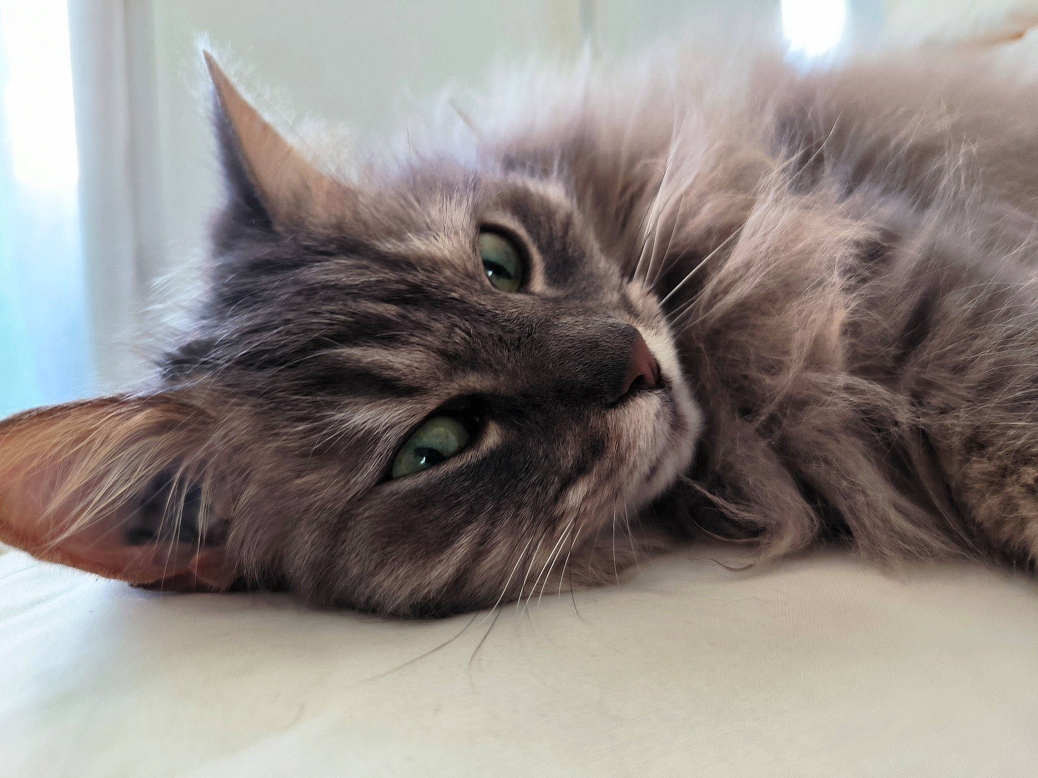 Dispy a rejoint le concours — aidez-le/la à gagner de superbes lots ! carnivore, cat, claw, comfort, domestic_short_haired_cat, felidae, fur, grey, maine_coon, nap, paw, small_to_medium_sized_cats, snout, tail, whiskers