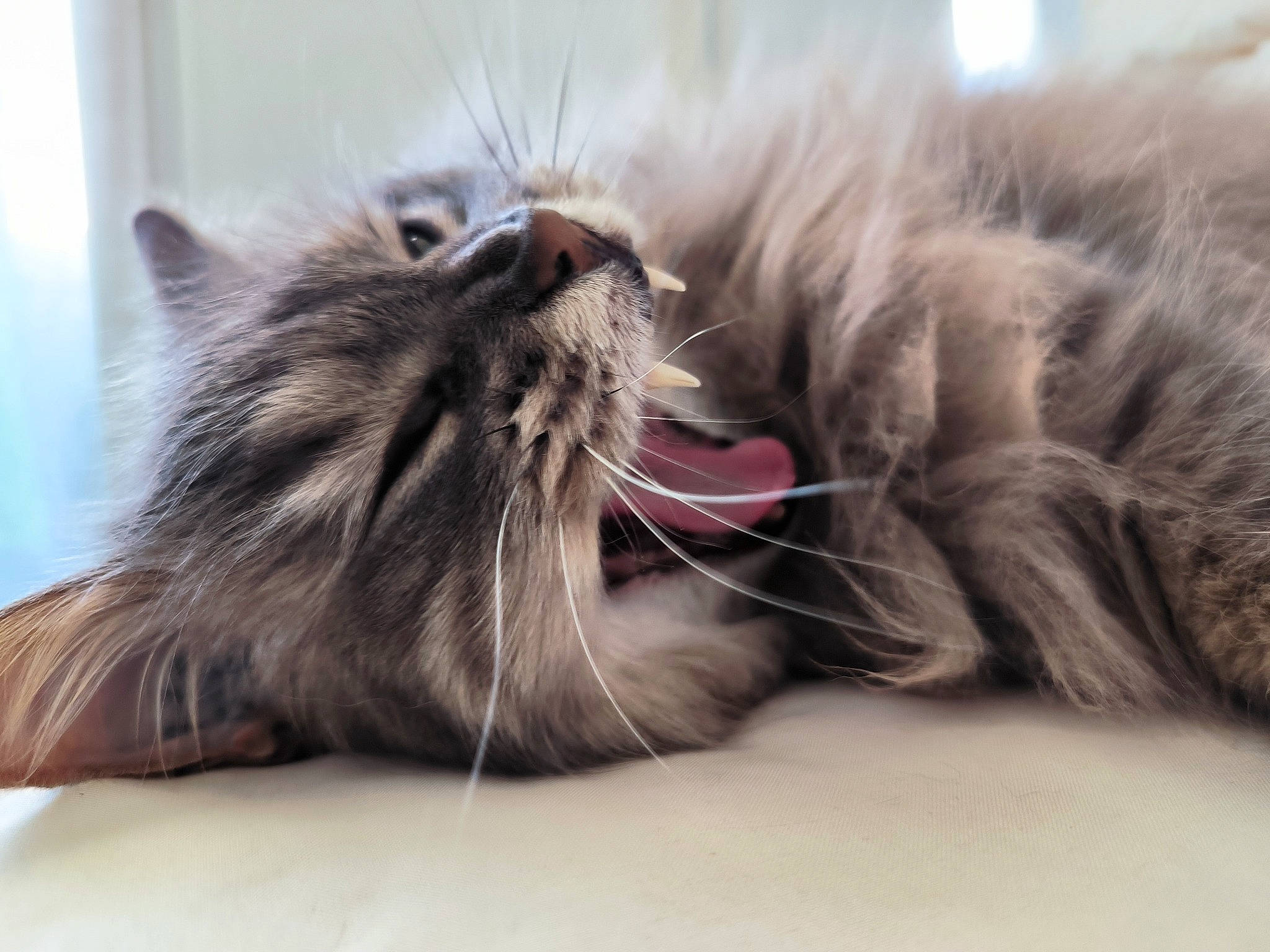 Dispy a rejoint le concours — aidez-le/la à gagner de superbes lots ! carnivore, cat, claw, comfort, domestic_short_haired_cat, fang, felidae, fur, paw, small_to_medium_sized_cats, snout, terrestrial_animal, vertebrate, whiskers, yawn