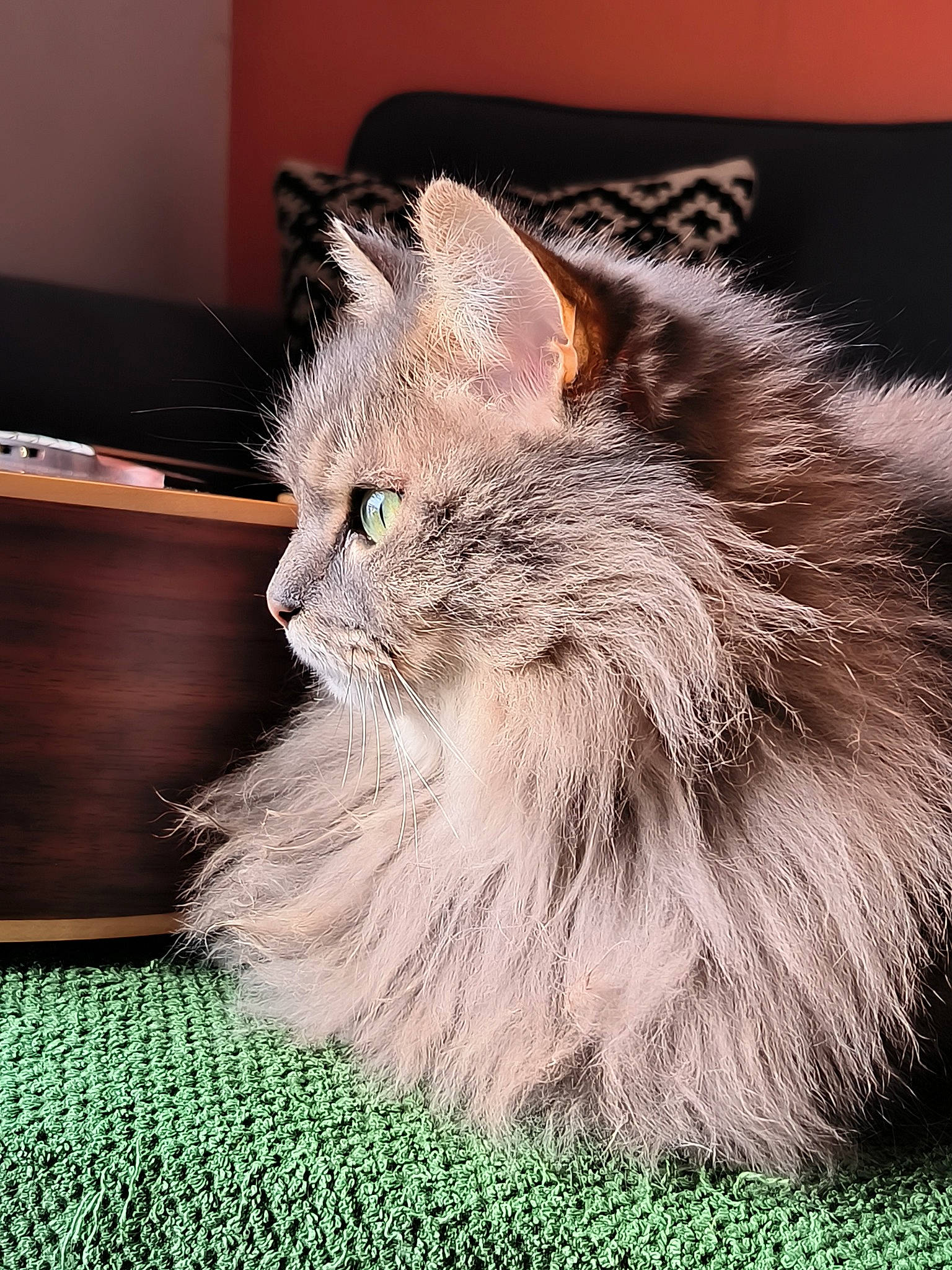 Dispy a rejoint le concours — aidez-le/la à gagner de superbes lots ! british_longhair, carnivore, cat, fawn, felidae, fur, maine_coon, persian, plant, small_to_medium_sized_cats, snout, tail, terrestrial_animal, whiskers