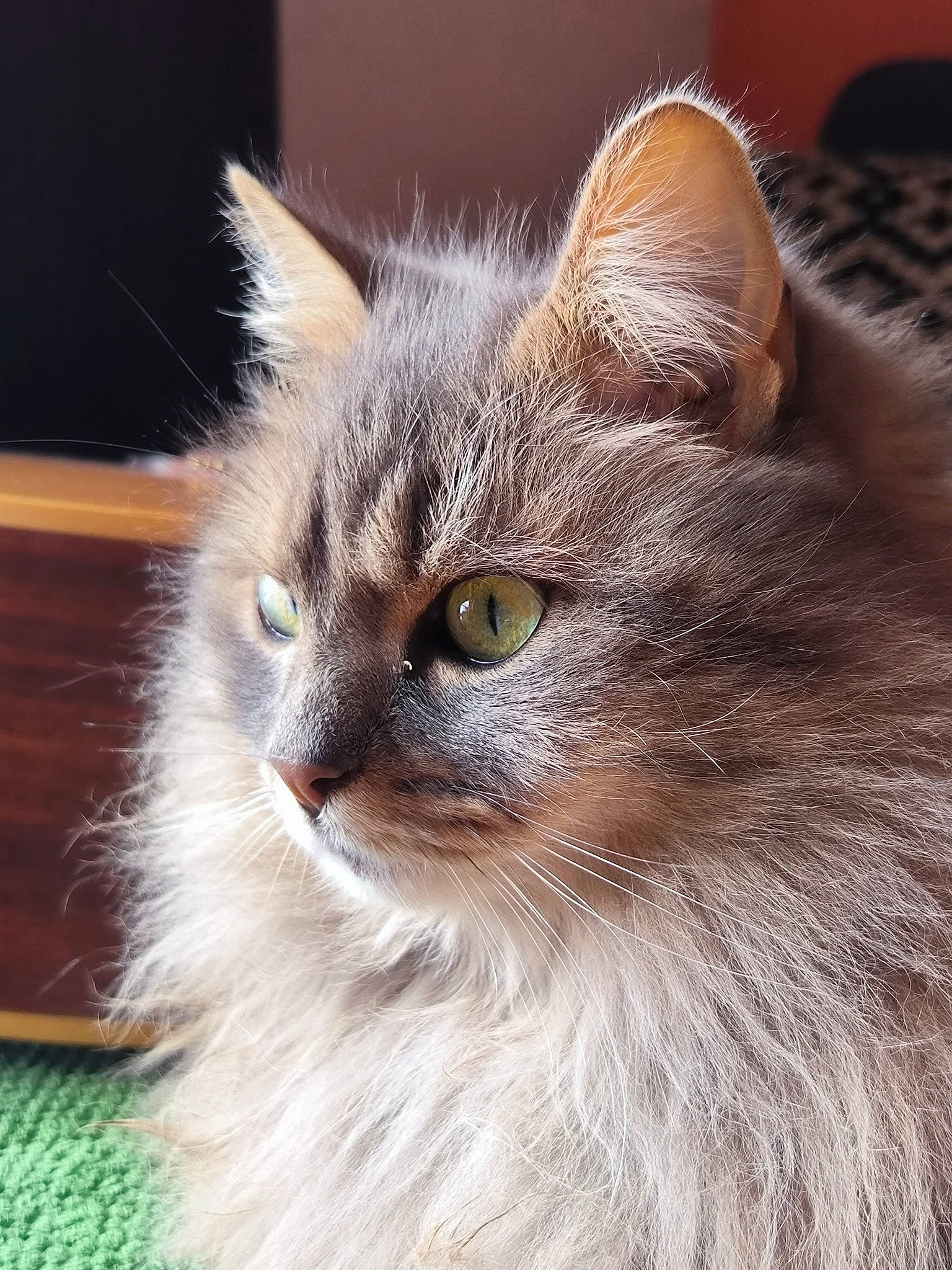 Dispy a rejoint le concours — aidez-le/la à gagner de superbes lots ! birman, british_longhair, carnivore, cat, close_up, fawn, felidae, fur, small_to_medium_sized_cats, snout, terrestrial_animal, whiskers