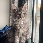 Gyomei is registered to the contest to win money with this photo: abyssinian, angora, animal, cat, curtain, door, hardwood, homedecor, kitten, linen, manx, pet, plywood, slidingdoor, window, windowshade, windowsill, wood