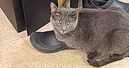 Junior joined the competition — help win amazing prizes! animal, black_shoe, cat, cozy, curious, domestic_cat, floor, flooring, furniture, gray_cat, home, indoor, looking, paw, pet, quiet, resting, shoe, tile_floor, yellow_eyes