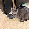 Junior joined the competition — help win amazing prizes! cat, gray_cat, shoe, floor, tile_floor, indoor, furniture, black_shoe, pet, animal, curious, resting, domestic_cat, yellow_eyes, flooring, paw, looking, cozy, home, quiet