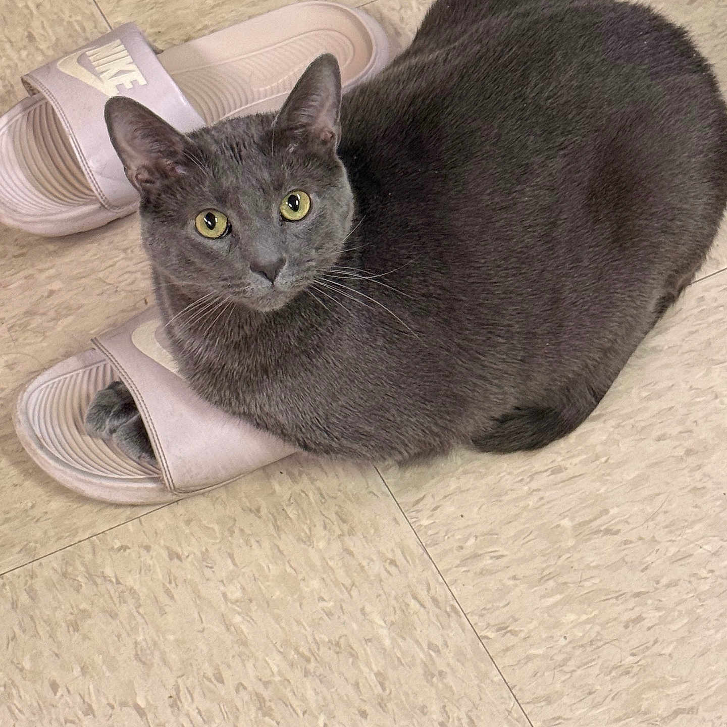 Junior