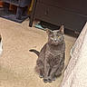 cat, gray_cat, indoor, floor, tile_floor, furniture, dresser, cat_tree, shoe, pink_shoe, crocs, pet, animal, yellow_eyes, curious, sitting, domestic_cat, cozy, home, portrait