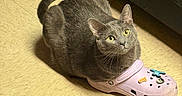 Junior is registered to the contest to win money with this photo: cat, gray_cat, shoe, pink_croc, floor, tile_floor, pet, indoor, curious, yellow_eyes, footwear, animal, cute, domestic_cat, resting, looking_up, single_cat, soft_light, shadow, household