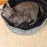 cat, gray_cat, pet_bed, octagonal_bed, indoor, yellow_wall, tiled_floor, fur, animal, pet, relaxed, looking_up, cozy, home, floor, domestic_cat, whiskers, ears, tail, resting