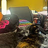 Junior joined the competition — help win amazing prizes! cat, cats, gray_cat, calico_cat, blanket, couch, person, face, video_call, indoor, yellow_wall, glasses, cozy, snuggling, furniture, pillow, multicolor_pillow, relaxation, pet, domestic_animal