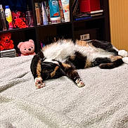 Luna is registered to the contest to win money with this photo: cat, calico_cat, stretching, blanket, bed, shelf, bottle, teddy_bear, red_box, room, indoor, furniture, relaxation, fur, paw, cozy, stuffed_animal, personal_care, container, wall