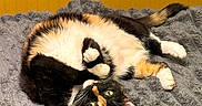 Luna is registered to the contest to win money with this photo: cat, calico_cat, pet, animal, feline, lying_down, upside_down, fluffy, fur, whiskers, paws, blanket, gray_blanket, indoor, cozy, relaxed, cute, playful, yellow_wall, home