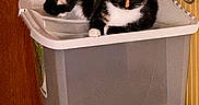 Luna is registered to the contest to win money with this photo: animal, calico_cat, cat, container, curious, domestic_cat, feline, floor, household, indoor, lid, looking_at_camera, pet, pet_food, resting, room, sitting, striped_wall, tile_floor, wooden_door