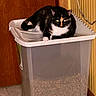 Luna is registered to the contest to win money with this photo: cat, calico_cat, container, pet_food, indoor, floor, wooden_door, striped_wall, tile_floor, pet, animal, domestic_cat, feline, looking_at_camera, sitting, resting, household, room, lid, curious