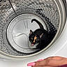 Luna joined the competition — help win amazing prizes! cat, calico_cat, washing_machine, laundry, metal, indoor, pet, animal, feline, curious, mouth_open, paw, reflection, hand, nail_polish, colorful_nails, closeup, round_shape, household, appliance