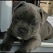 Clayton participe au concours pour gagner de l'argent avec cette photo : puppy, dog, pet, gray_coat, closeup, portrait, fur, paws, muzzle, snout, ears, nose, indoor, resting, sleepy, adorable, young, domestic_animal, cute, face
