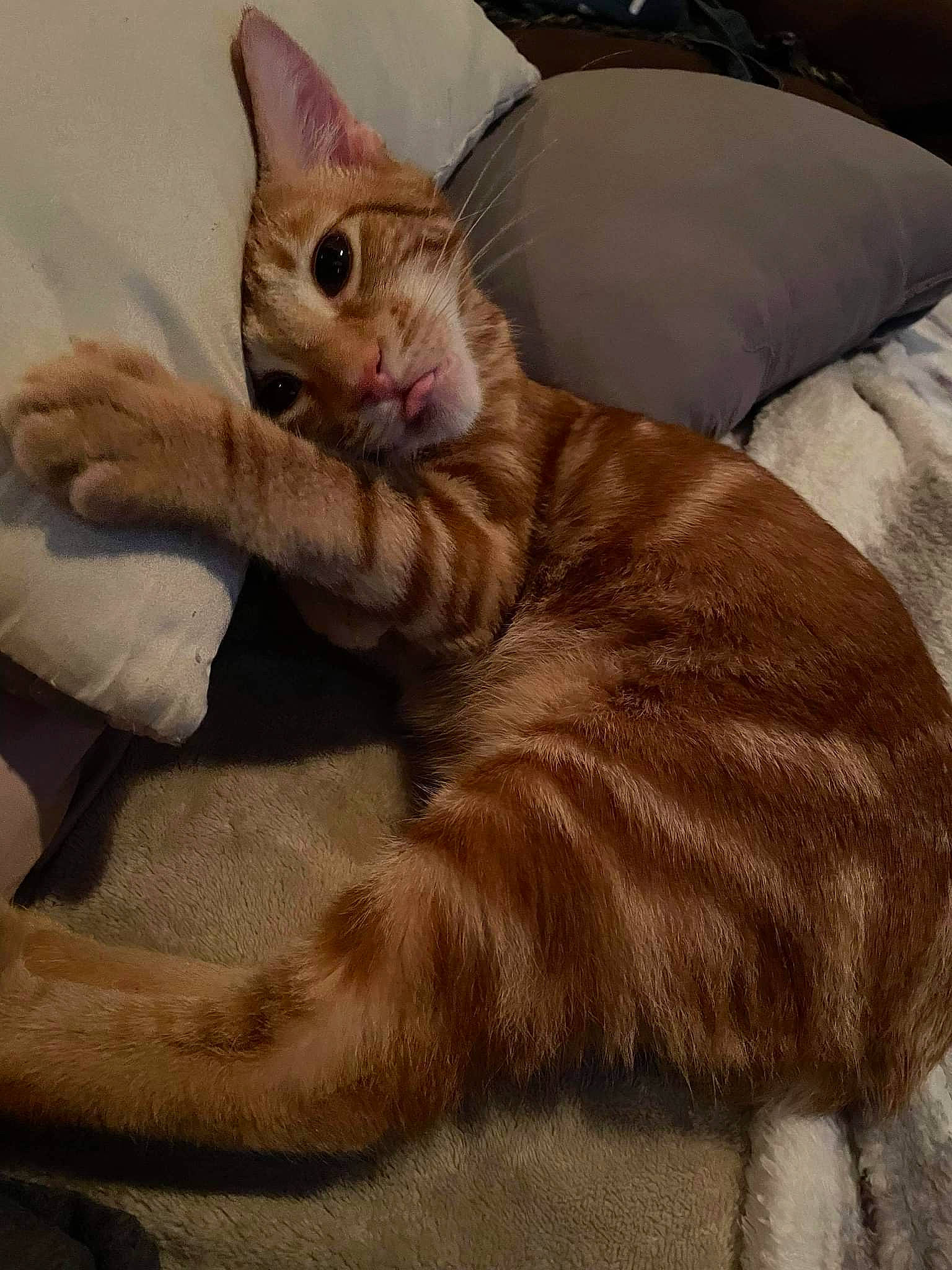 Tig joined the competition — help win amazing prizes! bed, carnivore, cat, cat_supply, claw, comfort, domestic_short_haired_cat, fawn, felidae, fur, linens, nap, paw, sitting, small_to_medium_sized_cats, snout, tail, terrestrial_animal, whiskers