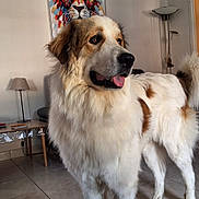 Tiago participe au concours pour gagner de l'argent avec cette photo : animal, art, brown_and_white, canine, cozy, decor, dog, fluffy, furniture, indoor, lamp, lion, living_room, looking_away, painting, pet, portrait, table, tile_floor, tongue_out