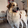 animal, art, brown_and_white, canine, cozy, decor, dog, fluffy, furniture, indoor, lamp, lion, living_room, looking_away, painting, pet, portrait, table, tile_floor, tongue_out