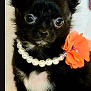 Bebe is registered to the contest to win money with this photo: accessory, animal, black_dog, black_fur, chihuahua, closeup, cute, dog, fashion, indoors, large_ears, orange_flower, pearl_necklace, pet, photograph, portrait, puppy, sitting, small_dog, white_chest