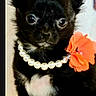 accessory, animal, black_dog, black_fur, chihuahua, closeup, cute, dog, fashion, indoors, large_ears, orange_flower, pearl_necklace, pet, photograph, portrait, puppy, sitting, small_dog, white_chest