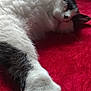 Fastoch a rejoint le concours — aidez-le/la à gagner de superbes lots ! cat, black_and_white, furry, paw, sleeping, resting, red_blanket, cozy, indoor, closeup, pet, animal, whiskers, relaxed, soft, fur, cute, domestic_cat, lying_down, comfortable